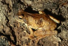 Chiromantis petersii