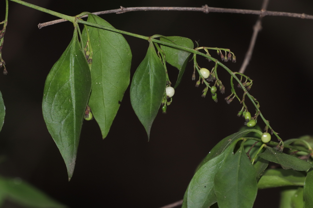 West Indian milkberry from San Ignacio, Sin., México on January 7, 2024 ...