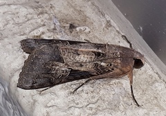 Melipotis agrotoides