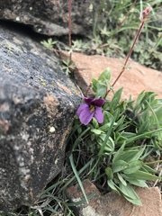 Viola trinervata