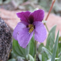 Viola trinervata