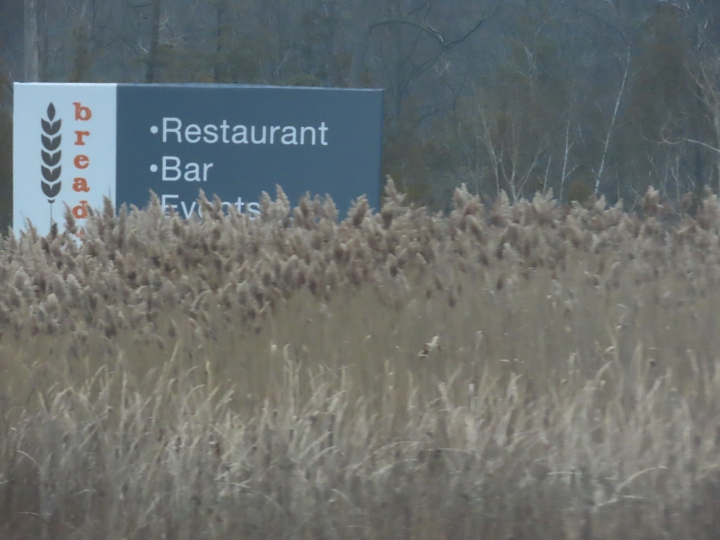 common reed from Lincoln Charter Township, MI, USA on January 8, 2024