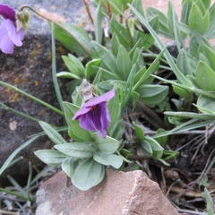 Viola trinervata