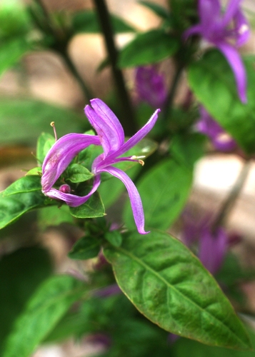 Hypoestes floribunda R.Br.