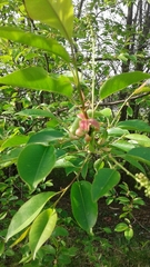 Prunus serotina