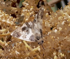 Polyctor cleta