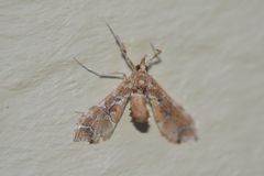 Leucinodes laisalis