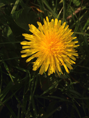 Taraxacum officinale