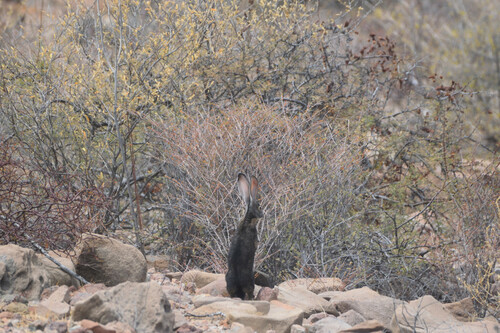 Black Jackrabbit