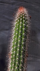 Nyctocereus serpentinus