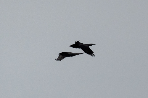 Common Raven photographed in Michigan