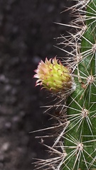 Nyctocereus serpentinus