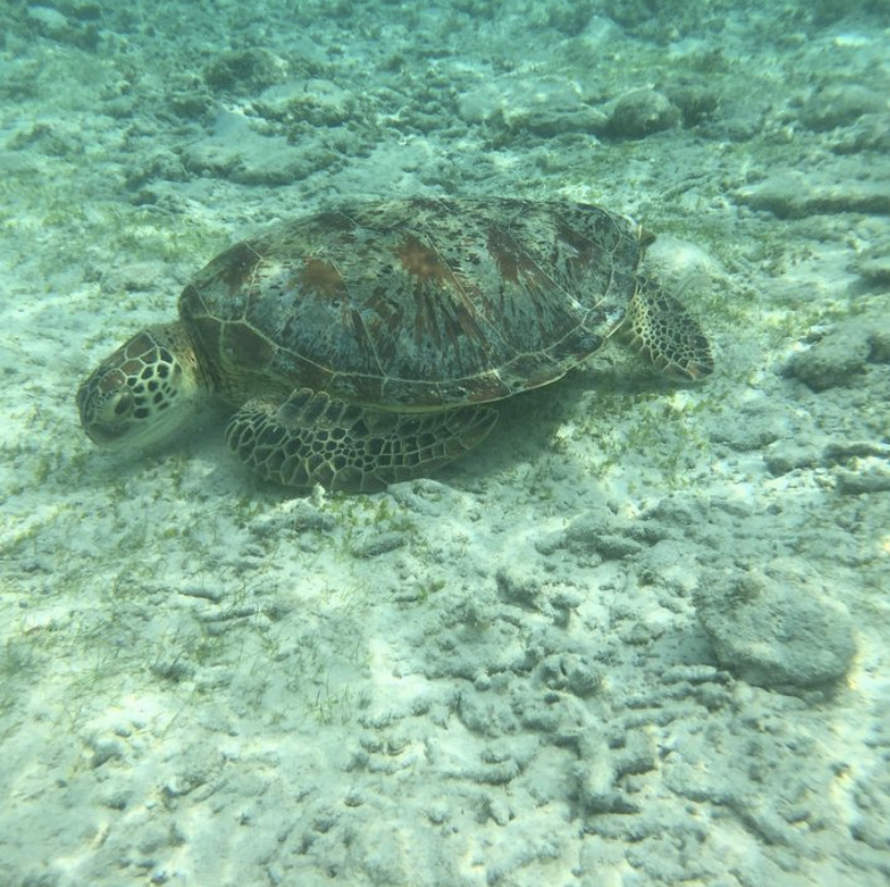 Green Sea Turtle In November 2023 By Michaalm INaturalist   Large 