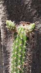 Nyctocereus serpentinus