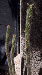 Nyctocereus serpentinus