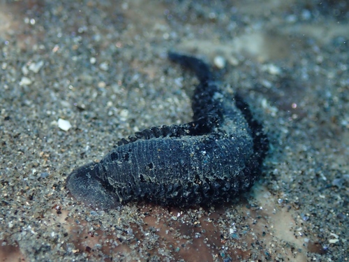 Branchellion torpedinis