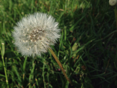 Taraxacum officinale