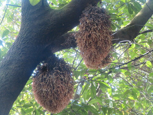 Planchonella obovata iNat (3)