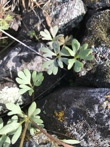 sagebrush buttercup