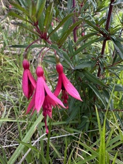 Fuchsia campos-portoi, photograph (c) Pedro Alvaro Neves, some rights reserved (CC BY)