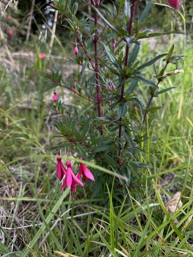 Fuchsia campos-portoi, photograph 6