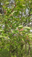 Prunus serotina