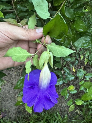 Foto de Margarida-de-Deus