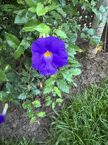 Foto de Margarida-de-Deus