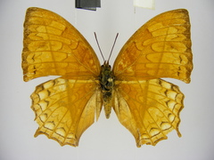 Polyura pleione bebra