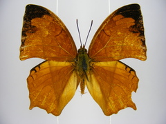 Polyura pleione bebra