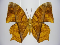 Polyura pleione bebra