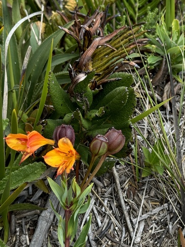 Alstroemeria foliosa (Alstroemeria foliosa)