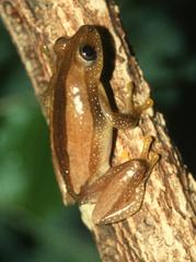 Afrixalus fornasini