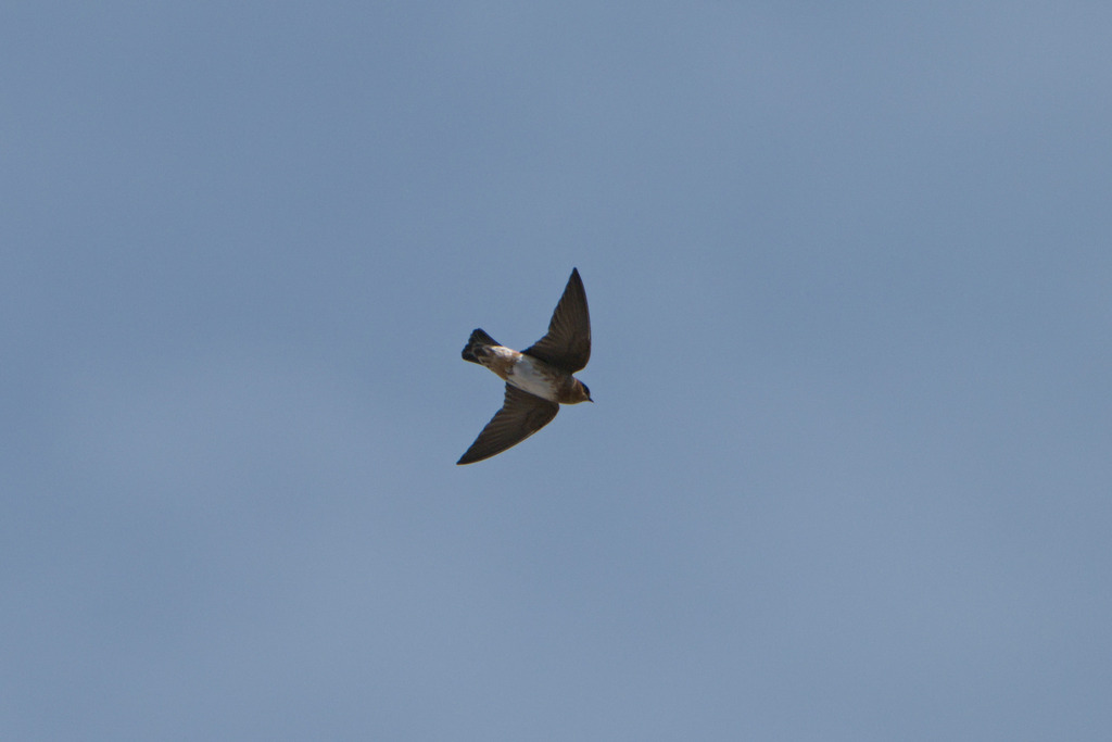 Cave Swallow from Arroyo, 00714, Puerto Rico on December 25, 2023 at 11 ...