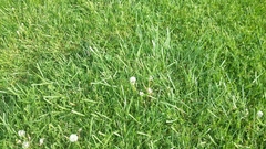 Taraxacum officinale