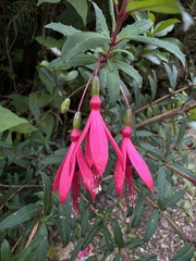 Fuchsia campos-portoi, photograph (c) Pedro Alvaro Neves, some rights reserved (CC BY)