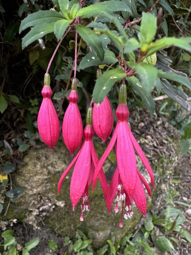 Fuchsia campos-portoi, photograph 4