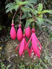 Fuchsia campos-portoi, photograph (c) Pedro Alvaro Neves, some rights reserved (CC BY)