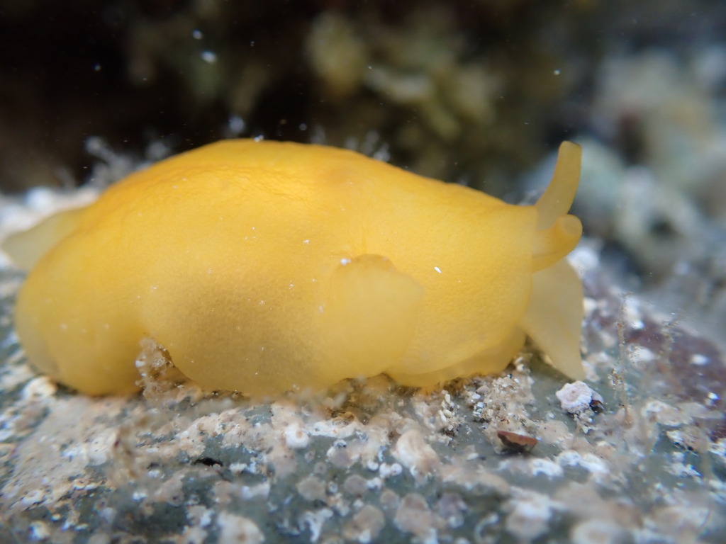 Lemon pleurobranch