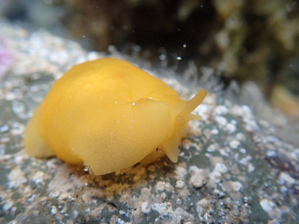 Lemon pleurobranch