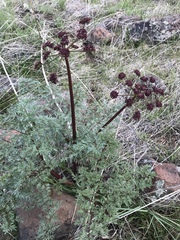 Lomatium dissectum