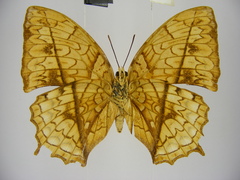 Polyura pleione bebra