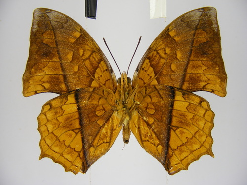 Square-winged Red Charaxes