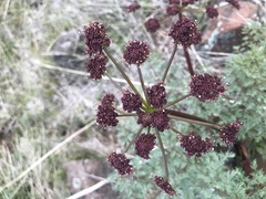 Lomatium dissectum