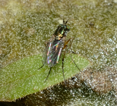 Dolichopodidae
