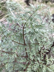 Lomatium dissectum