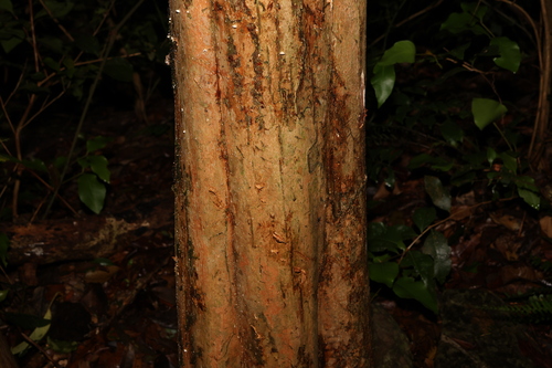 Backhousia leptopetala, photograph 5