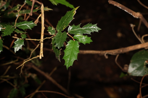 Asbestos tree (Aphananthe philippinensis)