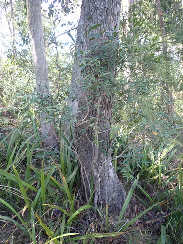 Image of Notelaea ligustrina by (c) Nina Kerr, some rights reserved (CC BY)