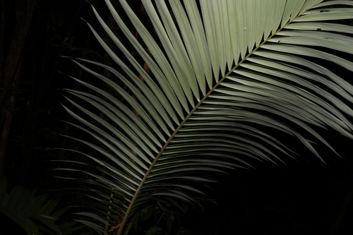 Image of Archontophoenix alexandrae by (c) Greg Tasney, some rights reserved (CC BY-SA)